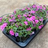 MILLION BELLS 12 CM PINK PURPLE DOUBLE